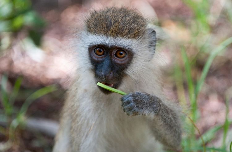 Vervet monkey Vervet Monkey African Wildlife Foundation