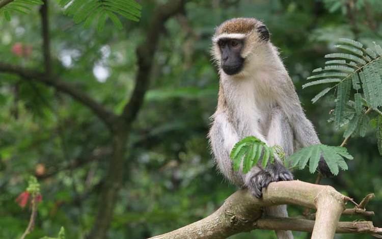 Vervet monkey Vervet Monkey Monkey Facts and Information