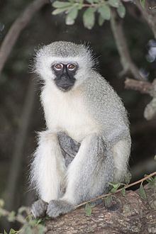 Vervet monkey httpsuploadwikimediaorgwikipediacommonsthu