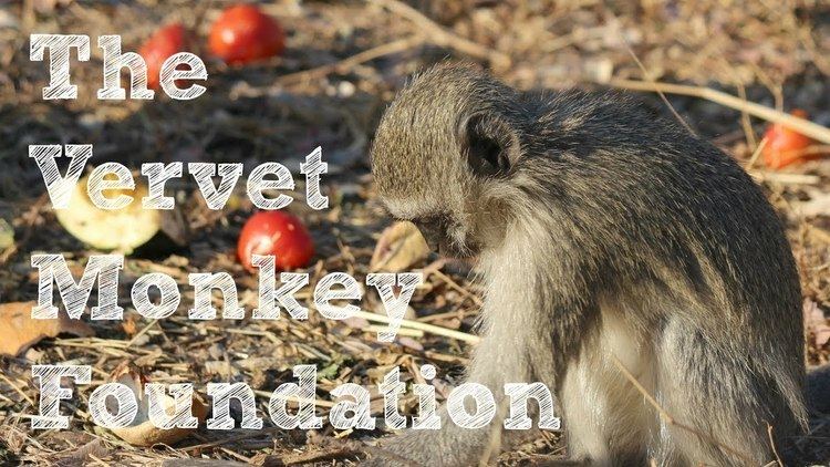 Vervet Monkey Foundation Volunteering at the Vervet Monkey Foundation YouTube