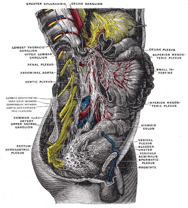 Vesical nervous plexus