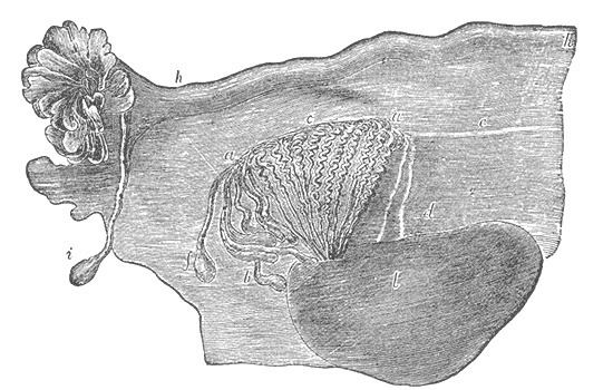 Vesicular appendages of epoophoron