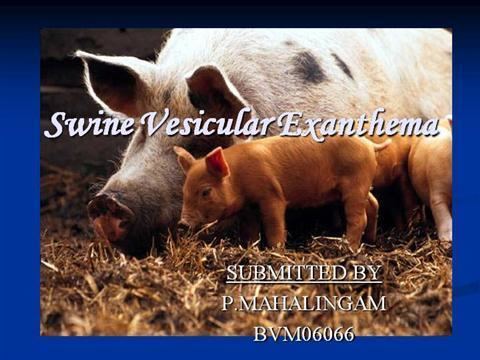 Vesicular exanthema of swine virus s3amazonawscomauthorstreamcontent22150863384
