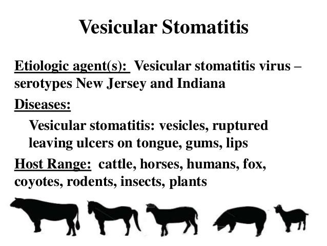 Vesicular stomatitis virus Dr Christie Mayo Vesicular Stomatitis Virus Update