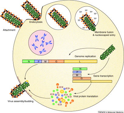 Vesicular stomatitis virus Vesicular stomatitis virus reinventing the bullet Trends in