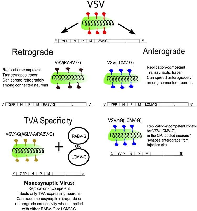 Vesicular stomatitis virus Anterograde or retrograde transsynaptic labeling of CNS neurons with