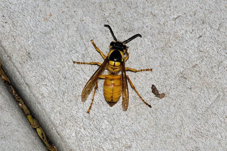 Vespa bicolor Vespa bicolor Macau Biodiversity