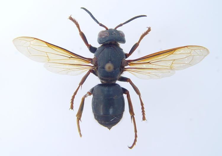 Vespa luctuosa Hymenoptera Vespidae