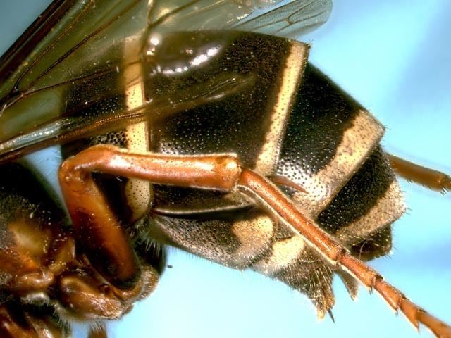 Vespa luctuosa Vespa luctuosa Abejas hormigas avispas del Neotrpico