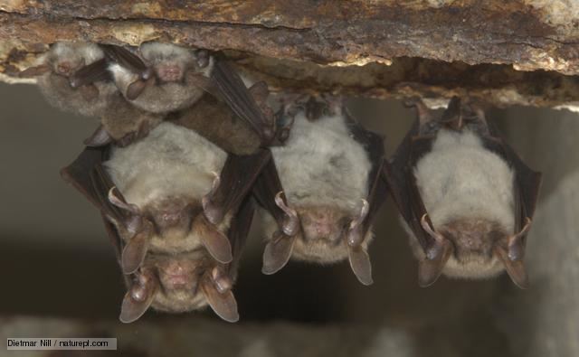 Vesper bat BBC Nature Vesper bats videos news and facts