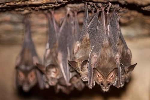 Vesper bat Species Diversity In Vesper Bats Linked To Jumping Genes