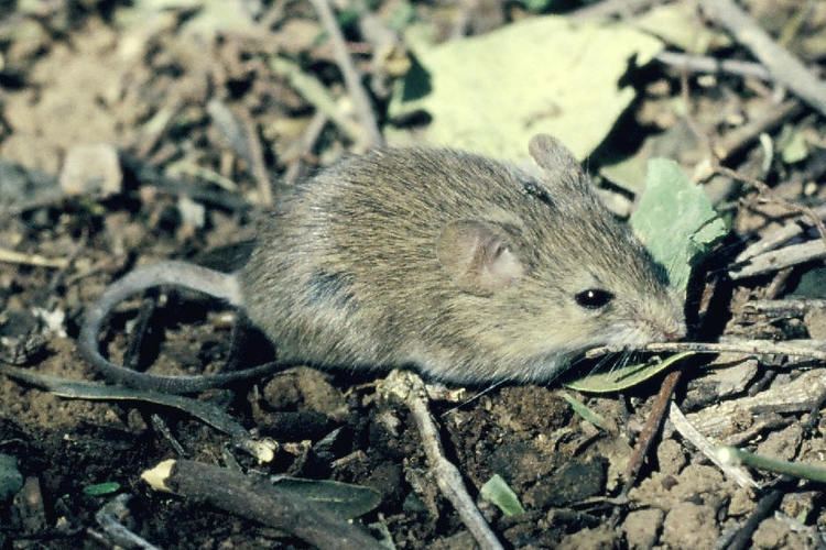 mouse animal lower classifications