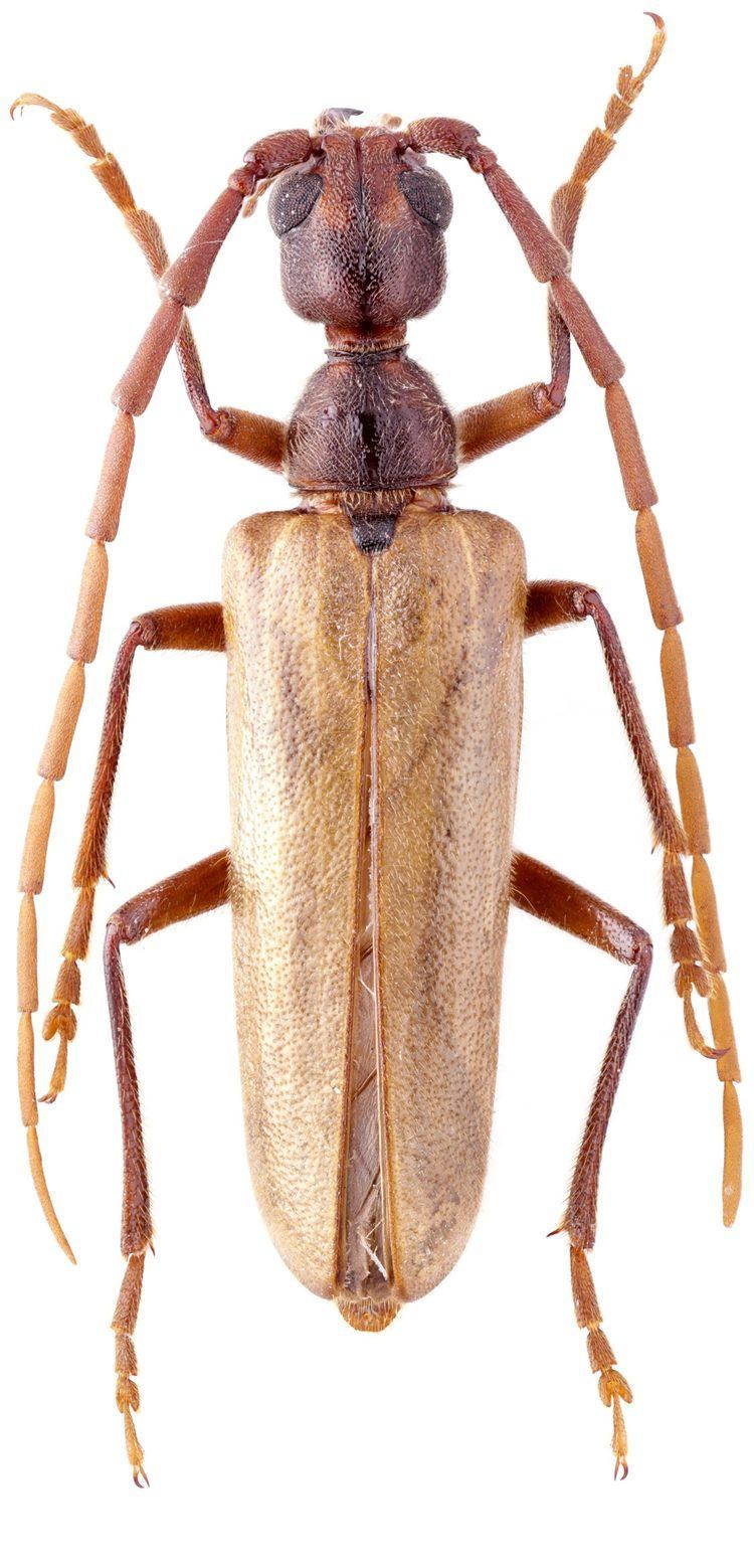 Vesperus Genus Vesperus Dejean 1821 Cerambycidae