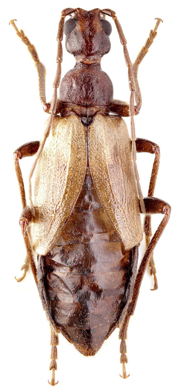 Vesperus Genus Vesperus Dejean 1821 Cerambycidae