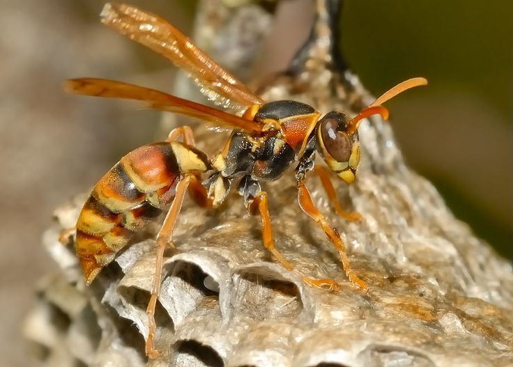 Vespidae FAMILY VESPIDAE Potter Wasps and Paper Wasps insects Pinterest