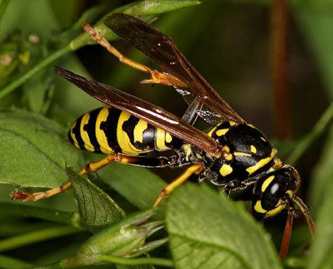 Vespidae Vespidae Vespidae Polistes Dominulus Eyes European Wasp Wasps