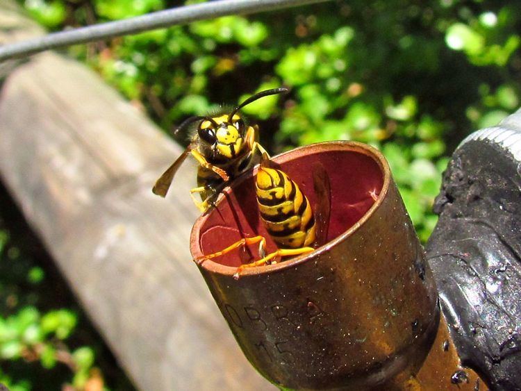 Vespula Vespula germanica WaspWeb