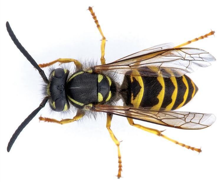 Vespula Yellowjacket OSU Extension Catalog Oregon State University