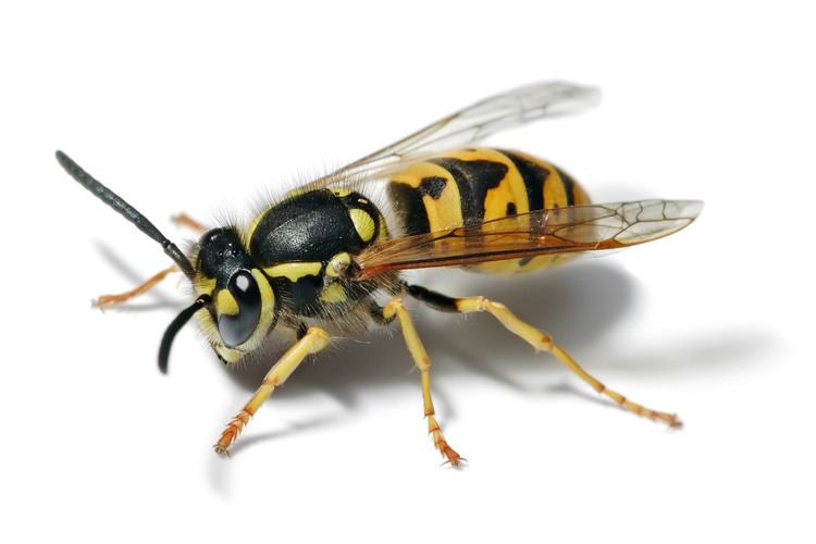 Vespula Vespula Wikipedia