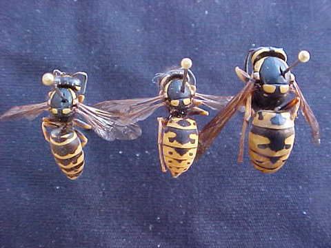 Vespula atropilosa Vespula atropilosa workers and queen Vespula atropilosa BugGuideNet