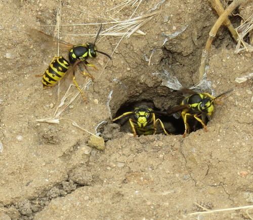 Vespula atropilosa Vespula atropilosa observed by bugeric on October 4 2015