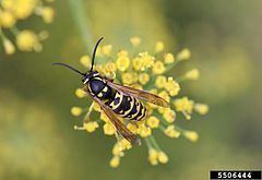 Vespula atropilosa Vespula atropilosa Wikipedia