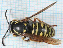 Vespula austriaca httpsuploadwikimediaorgwikipediacommonsthu