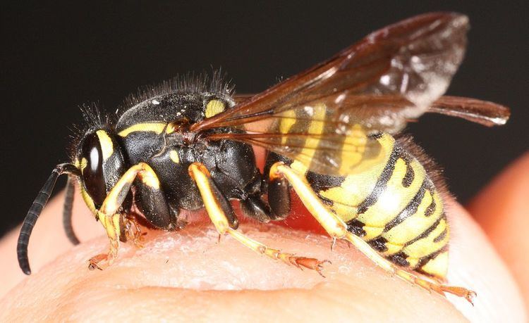 Vespula austriaca Rdgjkveps Wikipedia