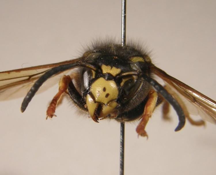 Vespula austriaca Vespula austriaca Panzer1799 BWARS