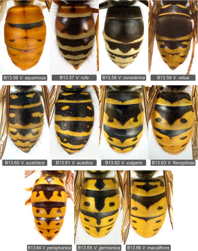 Vespula Key to eastern Nearctic Vespula species