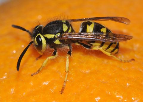 Vespula pensylvanica - Wikipedia