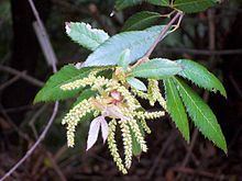 Vesselowskya rubifolia httpsuploadwikimediaorgwikipediacommonsthu
