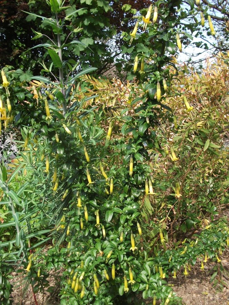 Vestia foetida Fetid Vestia ontheedgegardening