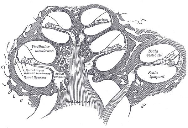 Vestibular membrane
