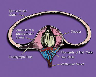 Vestibular nerve