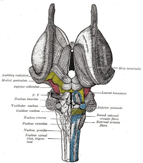 Vestibular nuclei