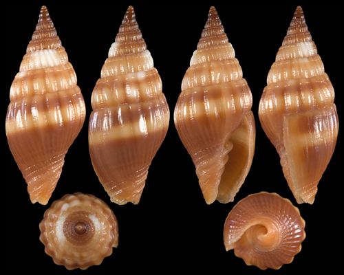 Vexillum (gastropod) Costellariidae bobabela