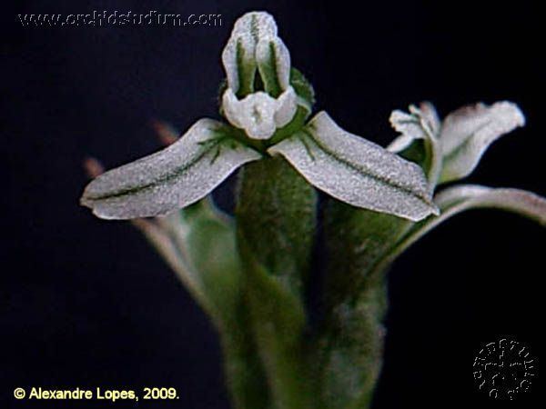 Veyretia wwworchidspeciescomorphotdirveyrneuropterajpg