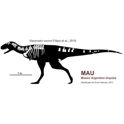 Viavenator Species New to Science Paleontology 2016 Viavenator exxoni A