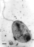 Vibrio coralliilyticus aemasmorgcontent6974236F1smallgif