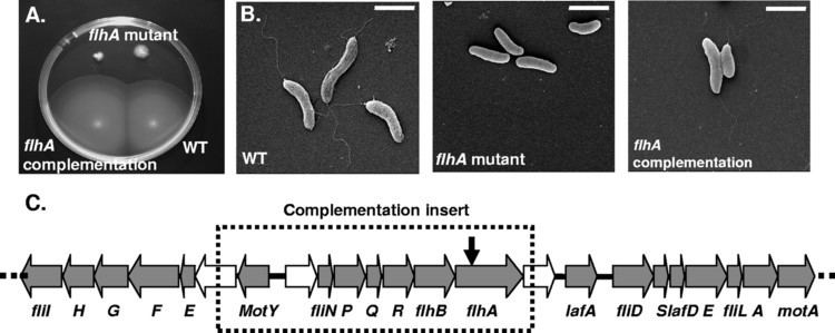 Vibrio coralliilyticus Role of Flagella in Virulence of the Coral Pathogen Vibrio