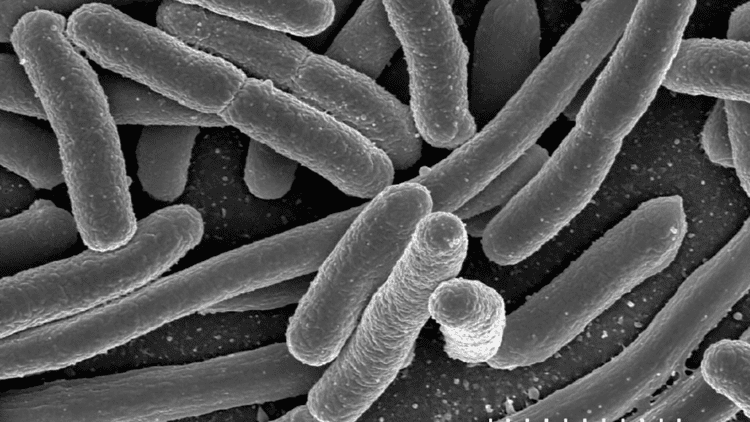 Vibrio natriegens Scientists want to replace lab workhorse E coli with the world39s
