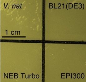 Vibrio natriegens emgtVibrio natriegensltemgt as the new ltpgtltpgtltemgtEltemgt ltemgtcoliltem