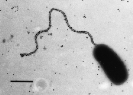 Vibrio parahaemolyticus Vibrio parahemolyticus GramNegative Bacteria Pathogen Profile