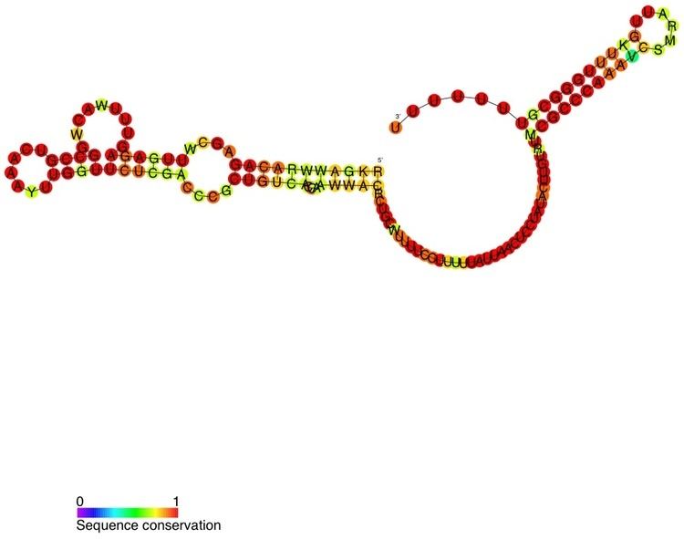 Vibrio regulatory RNA of OmpA