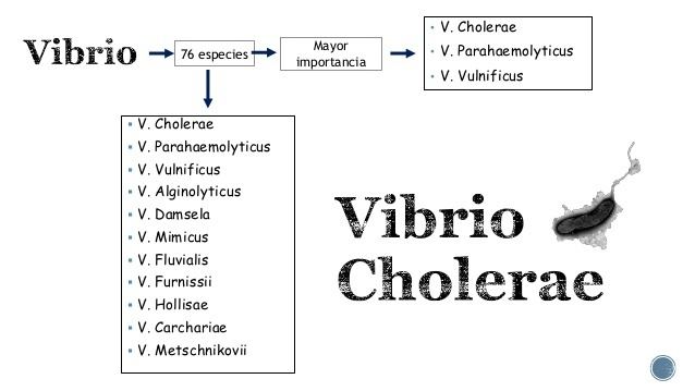 Vibrionaceae Vibrionaceae