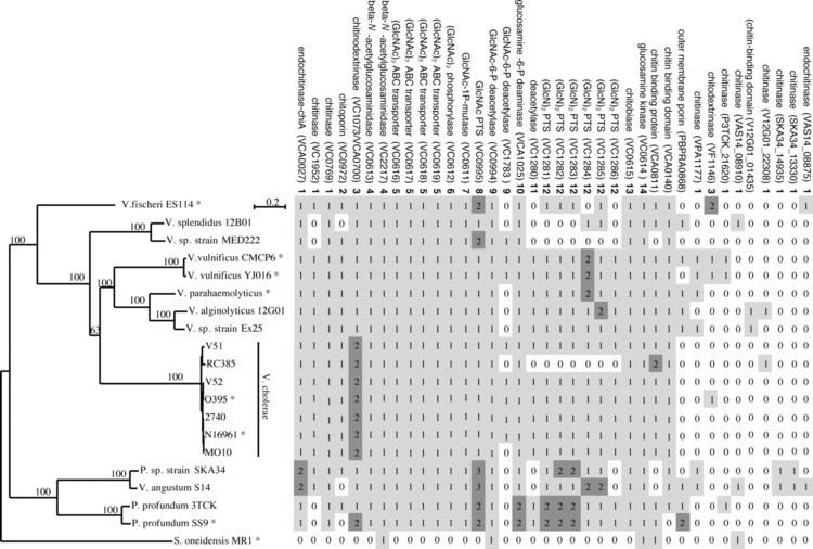 Vibrionaceae Conservation of the Chitin Utilization Pathway in the Vibrionaceae