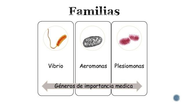 Vibrionaceae Vibrionaceae
