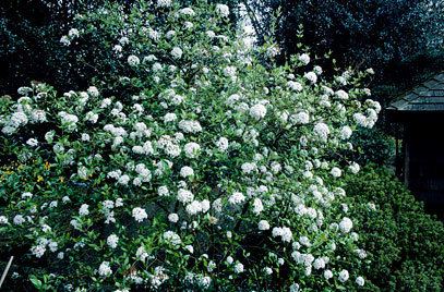 Viburnum × burkwoodii Viburnum x burkwoodii 39Anne Russell39 arrowwood 39Anne Russell39RHS