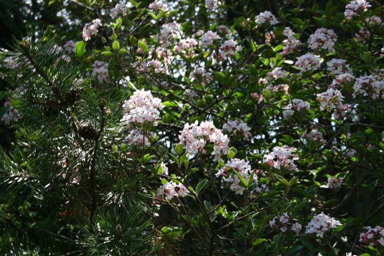 Viburnum × burkwoodii FileViburnum x burkwoodii 001JPG Wikimedia Commons